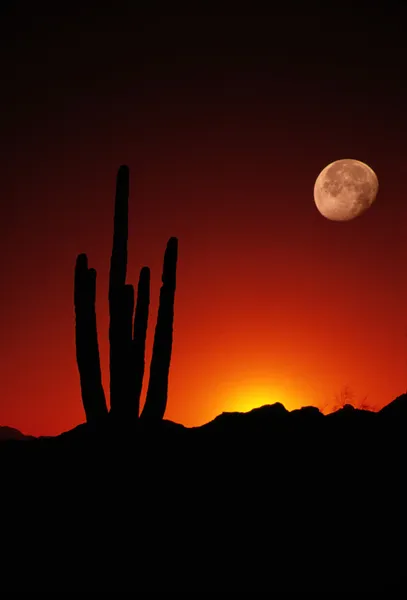 Saguaro Cactus Stands in Orange Desert Sunset Full Moon — Stock Photo, Image