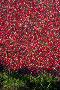 Fruit Food Berries Ready to Harvest in Farmer's Cranberry Bog clipart
