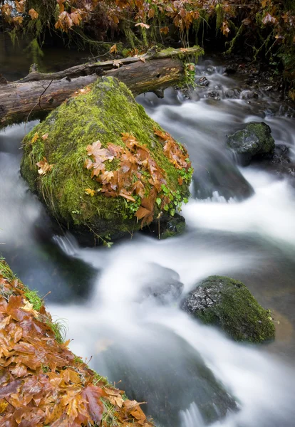 Вода из ручья Мансон-Крик течет над листьями камня — стоковое фото
