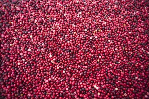 Cranberry Harvest Floats Fruit Food on Water in Bog Prior to Collecting — Stock Photo, Image