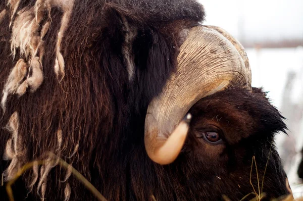 Alaskan Musk Ox Northern Animal Wildlife — Stock Photo, Image