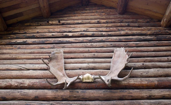 Antlers Moose su capanna di legno all'aperto Alaska — Foto Stock