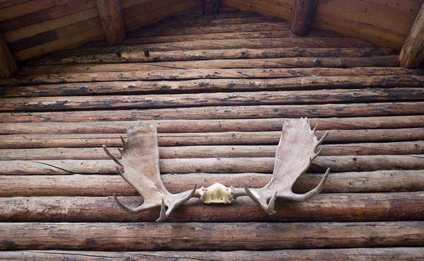 Moose Antlers on Log Cabin Outdoor Alaska — Stock Photo, Image