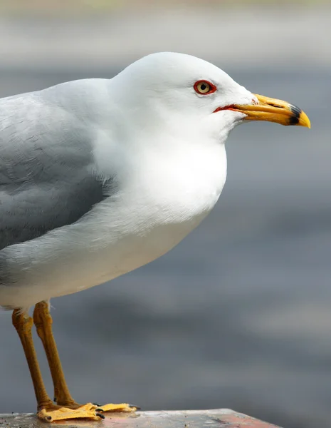 Seagull dicht omhoog dierlijke natuur portret zee vogel — Stockfoto