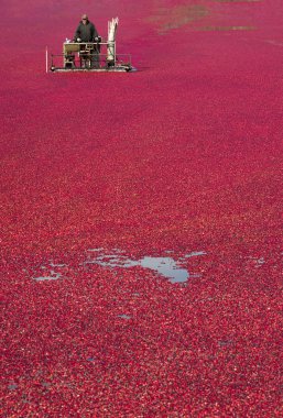 Vertical Composition Cranberry Bog Farmer Harvesting Food Fruit Product clipart