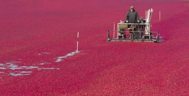 Kızılcık Çiftçi hasat gıda kırpma olgun cranberries yiyecek ürün