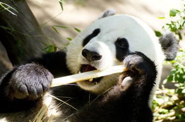 Panda bambu sürgünleri ve düzenli diyet yiyor