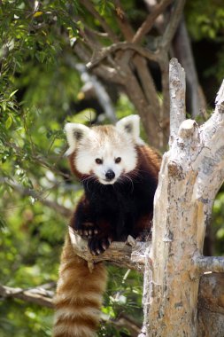 Red panda bambu sürgünleri ve ağaç dalları düzenli diyet yiyor