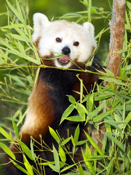 Panda červená jí pravidelnou stravu, bambusové výhonky a větve — Stock fotografie