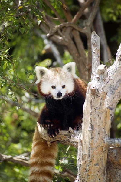 Röd panda äter vanlig kost bambuskott och trädgrenar — Stockfoto