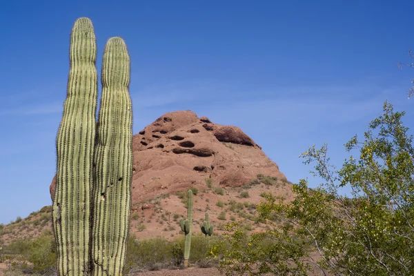 Arizona Desert Paysage Roches rouges avec cactus — Photo