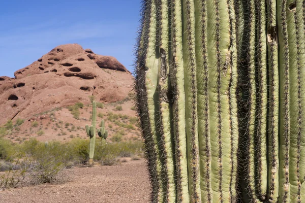 Arizona wüste landschaft rote felsen mit kaktus horizontal hintergrund — Stockfoto