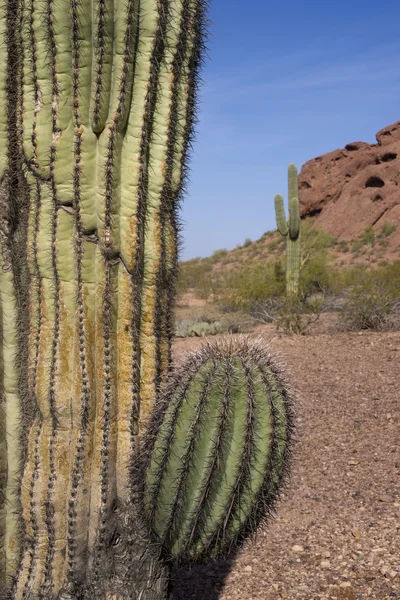 Arizona Deserto Paesaggio Rocce rosse con Cactus asciutto sfondo sud-ovest — Foto Stock