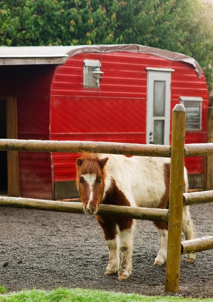 Un pony in miniatura sta nel suo corallo con rimorchio rosso — Foto Stock