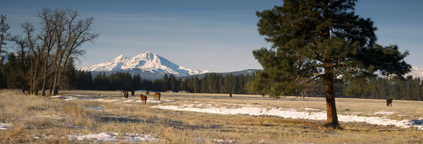 Ranch Livestock at the Base of Three Sisters Mountains Oregon