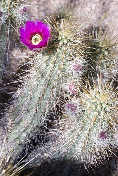 Pink Bloom on Flowering Cactus Flourishing Desert Southwest — Stock Photo, Image