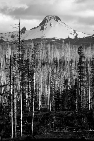 Ragged Burned Mountain Peak Mt. Washington Oregon Cascade Range — Stock Photo, Image