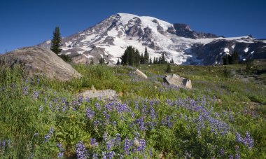 görkemli karlı dağ tepe mt. rainier kır çiçekleri cascade aralığı
