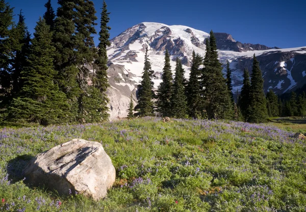 Majestic Snowcapped Mountain Peak Mt. Rainier Wildflowers Cascade Range — Stock Photo, Image