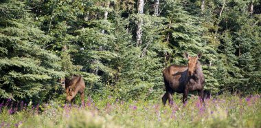 Dev alaskan geyik dişi buzağı orman çiçekler açar.