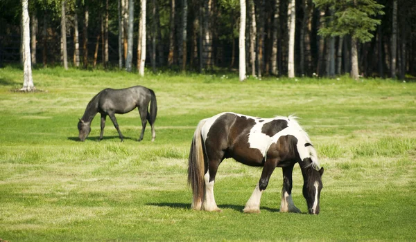 Cavalos enlouquecendo emO pasto Pinta de cabelos compridos — Fotografia de Stock