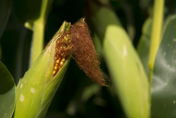 Bauern Ähren Maisstängel Maiskolben in Schale produzieren Lebensmittel Rohstoff — Stockfoto
