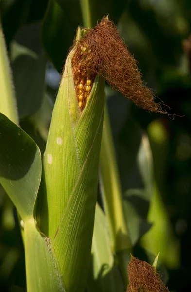 Rolnicy ucha łodygi kukurydzy upraw kolby w łuskach produkcji żywności towaru — Zdjęcie stockowe