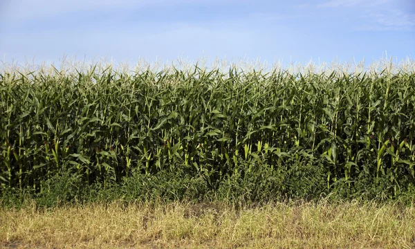 Zemědělci kukuřičné pole plodiny pod modrou oblohou vyrábět potravinové komodity — Stock fotografie