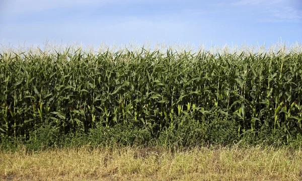 Cultivo de campo de maíz de los agricultores bajo el cielo azul producen productos alimenticios —  Fotos de Stock