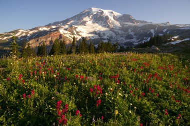 Yaz sonu kır çiçekleri mt. rainier milli park manzarası iz