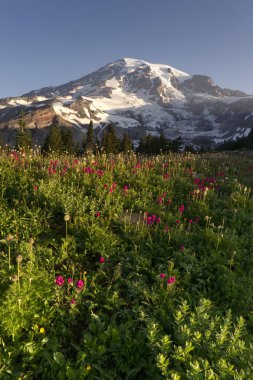 Yaz sonu kır çiçekleri mt. rainier milli park manzarası iz