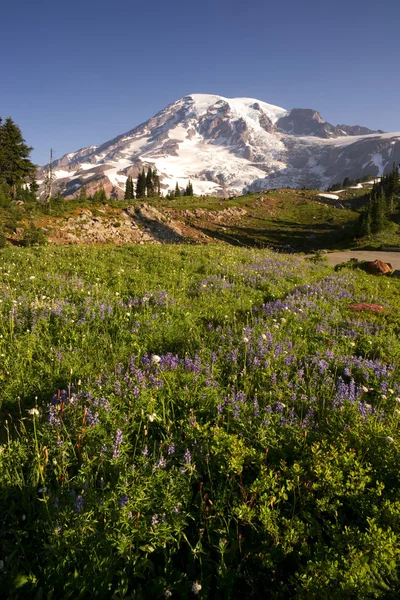 Yaz sonu kır çiçekleri mt. rainier milli park manzarası iz