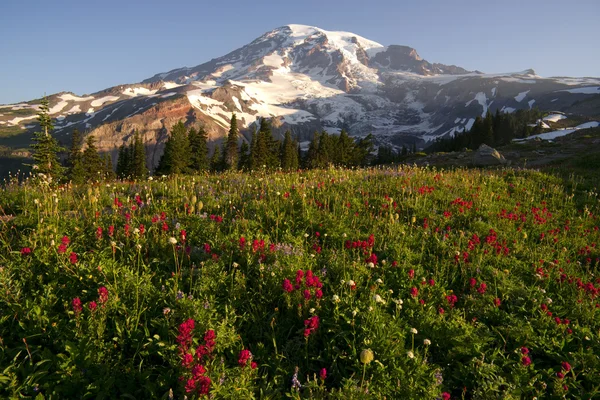 Yaz sonu kır çiçekleri mt. rainier milli park manzarası iz — Stok fotoğraf