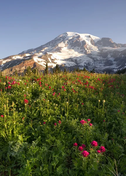 Spätsommer Wildblumen mt. Rainier National Park Skyline Trail — Stockfoto
