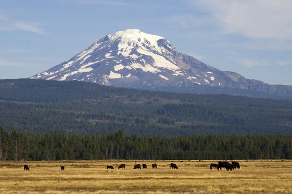 Grazing Cattle Ranch Countryside Mount Adams Mountain Farmland — Stock Photo, Image