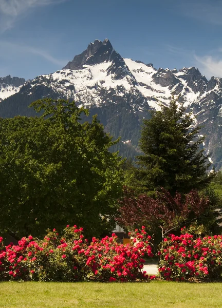 Montaña Whitehorse Rhododendrons Cascade Mountains Washington —  Fotos de Stock