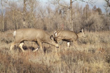 Mule Deer Buck Leading His Female Family Winter Grassland Wildlife clipart