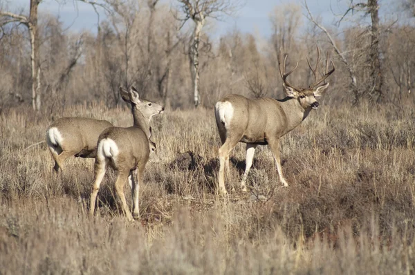 Mule deer buck leder hans kvinnliga familj vintern gräsmark wildlife — Stockfoto
