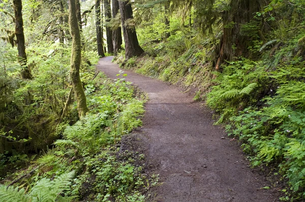 Trail Північно-західного Punch миски Falls Орегон ліс — стокове фото