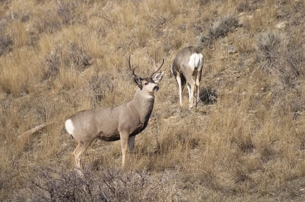 Mule Deer Buck liderando a su familia femenina Pastizales de invierno Vida silvestre — Foto de Stock