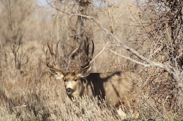 Mule veado Buck parece proteger a família inverno pastagens vida selvagem — Fotografia de Stock