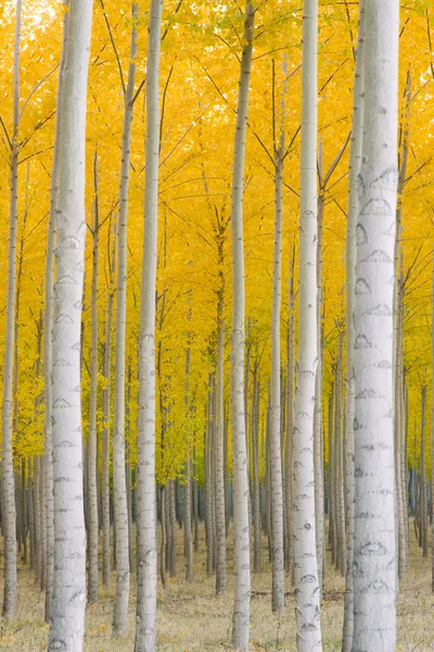 Otoño Stand of Trees Blazing Amarillo Otoño Color de la caída — Foto de Stock