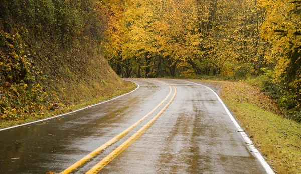 Våt blacktop två lane highway kurvor genom falla träd höst — Stockfoto