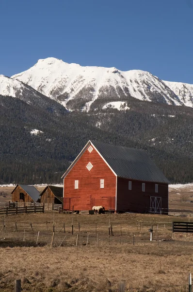 Boskap vind paus häst lutande röd lada mountain ranch — Stockfoto