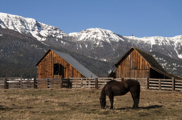 Livestock Horse Grazing Natural Wood Barn Mountain Ranch Winter