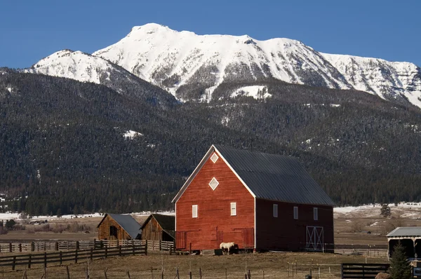 Boskap vind paus häst lutande röd lada mountain ranch — Stockfoto