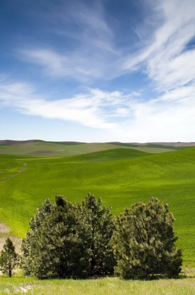 Voedsel groeit onder de blauwe hemel boerderij veld palouse land — Stockfoto