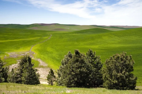 Żywności uprawy w gospodarstwie niebieski niebo pole palouse kraju — Zdjęcie stockowe