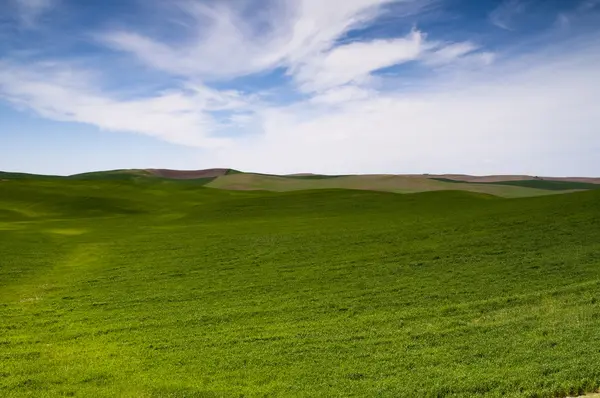 Żywności uprawy w gospodarstwie niebieski niebo pole palouse kraju — Zdjęcie stockowe