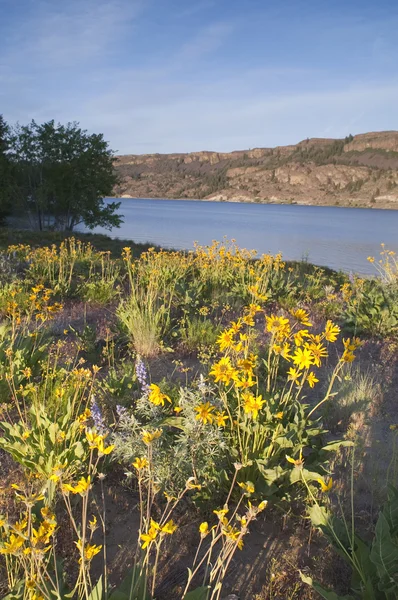 Wildflowers Around Banks Lake Steamboat Rock State Park — Stock Photo, Image